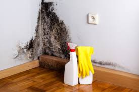 Best Mold Removal for HVAC Installations  in Andover, MN